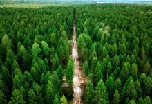 Photo of В Беларуси обновили карту запретов на посещение лесов: свободно посещать зеленые зоны можно только в одной области