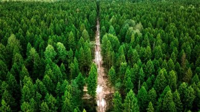 Photo of В Беларуси обновили карту запретов на посещение лесов: свободно посещать зеленые зоны можно только в одной области