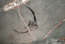 Photo of Шахтеры «Белкалия» случайно нашли в руднике останки древнего ракоскорпиона