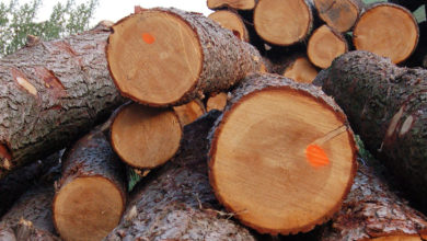 Photo of Белорусов хотят обязать отчитываться об использовании купленной древесины