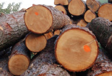 Photo of Власти признали проблему в деревообработке из-за санкций ЕС