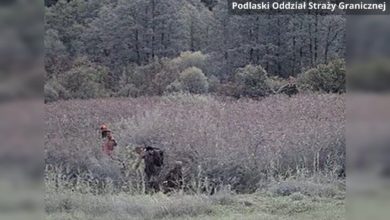 Photo of Польские пограничники показали, как белорусские силовики помогают нелегалам штурмовать границу. ВИДЕО