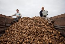 Photo of Мобилизация на аграрный фронт. Лукашенко потребовал “мобилизовать всех” на сельхозработы, в том числе гослужащих и школьников