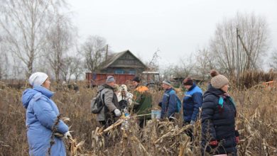 Photo of «Чтобы технику не ломать»: бюджетников отправили убирать кукурузу «на заболоченных участках» вручную
