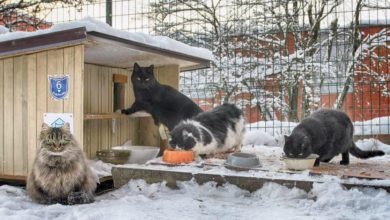 Photo of Абсурд на грани маразма: дом для кошек в Орше «дестабилизировал» режим Лукашенко
