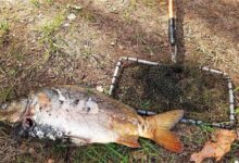 Photo of Экологическая катастрофа под Молодечно: из озера выловили тонну дохлой рыбы. ФОТО