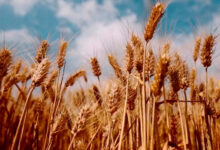 Photo of Беларусь закупит за границей около 1 миллиона тонн зерна