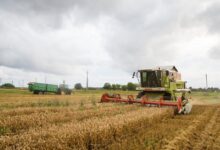 Photo of Сельхозпроизводство в Беларуси из-за низкого урожая ушло в «минус»
