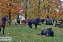 Photo of Могилев «атаковал» огромный табун лошадей