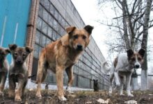 Photo of В Гомельском районе отстрел бездомных собак поручили охотникам