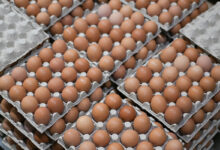 Photo of Беларусь продает яйца России себе в убыток