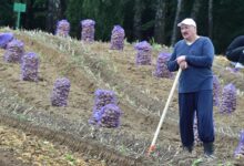 Photo of Лукашенко взялся за сельское хозяйство – пообещал «жесточайшие репрессии»