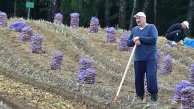 Photo of Лукашенко взялся за сельское хозяйство – пообещал «жесточайшие репрессии»