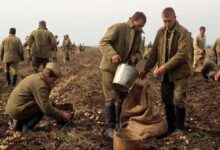 Photo of Трудовой фронт. Заключенных и военных бросают на уборку урожая